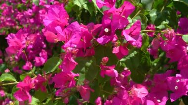Bougainvillea çiçekleri rüzgarda sallanıyor.