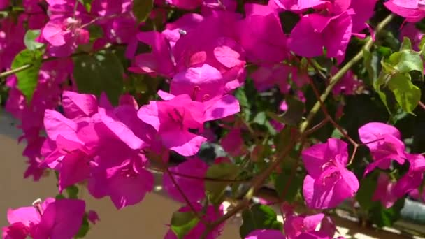 Las Flores Buganvilla Balancean Viento — Vídeo de stock