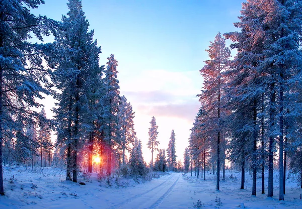 Puesta de sol en el bosque con camino cubierto de nieve. Paisaje invierno . — Foto de Stock