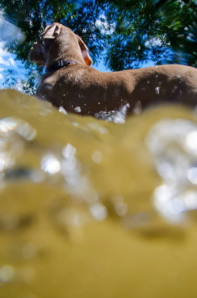 Nehir su köpek ayakta sıcak yaz gününde