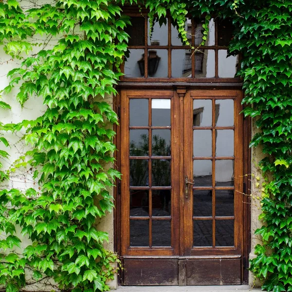 门在墙上所涵盖的树叶。老房子概念. — 图库照片#