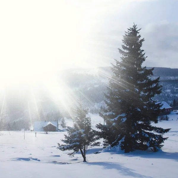 Majestueux épinettes blanches brillantes par la lumière du soleil sur le sommet enneigé de la montagne en hiver — Photo