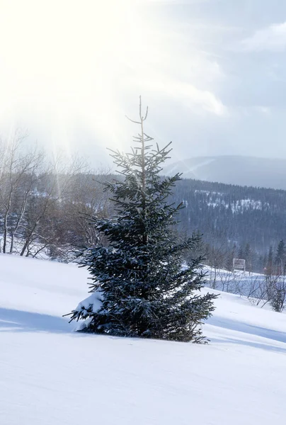 Majestosos abetos brancos brilhando pela luz do sol no topo da montanha nevada no inverno — Fotografia de Stock