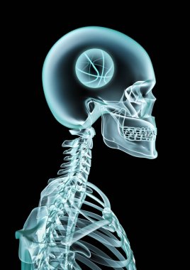 X-ışını basketbol hayranı / 3d illüstrasyon iskelet x-ray basketbol kafanın içinde gösterilen