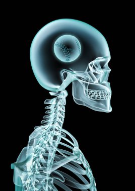 X-ışını beyzbol fan / 3d illüstrasyon iskelet x-ray beyzbol kafanın içinde gösterilen