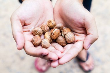 Adamın elinde ham Castanea kestane