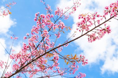 Vahşi Himalaya Cherry Blossom mavi gökyüzü arka plan üzerinde
