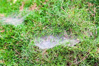 Yeşil Bush yakın kadar güzel örümcek ağı