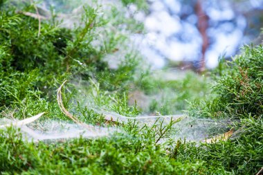 Yeşil Bush yakın kadar güzel örümcek ağı