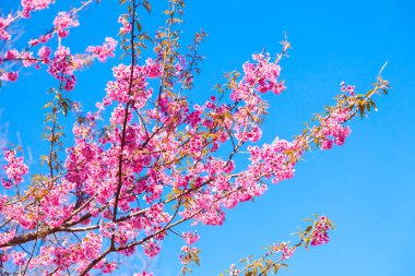 Vahşi Himalaya Cherry Blossom mavi gökyüzü arka plan üzerinde
