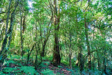 Topikal orman Chiang Mai, Tayland