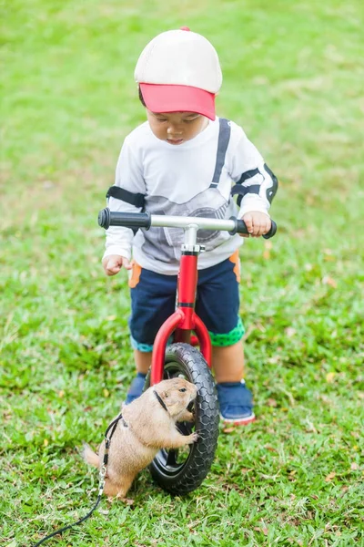 Гигантская белка и двухлетний мальчик — стоковое фото