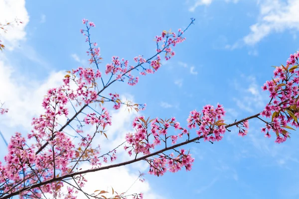 Vahşi Himalaya Cherry Blossom mavi gökyüzü arka plan üzerinde