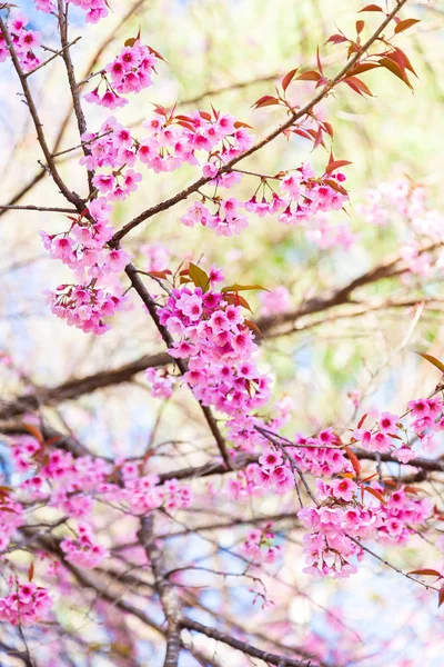 Flor de cereja selvagem do Himalaia em fundo branco — Fotografia de Stock