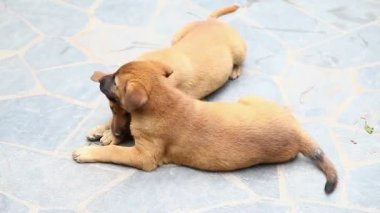 Oynak safkan yavru zeminde oynamak