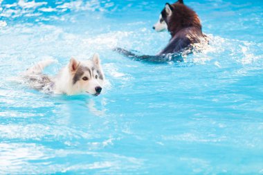 Sibirya husky havuzda
