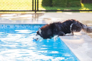 Siberian dış yapraklar top havuzu