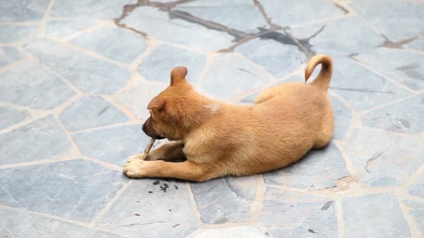 Juguetones cachorros de pura raza juegan en el suelo — Vídeos de Stock