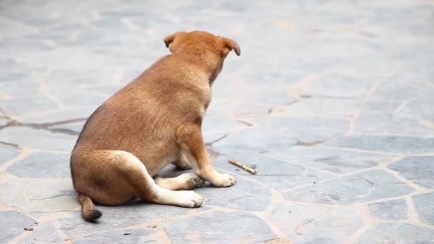 Chiots de race jouant sur le terrain 