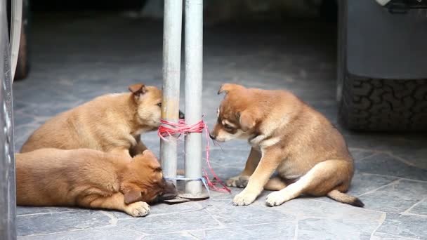 Juguetones cachorros de pura raza juegan en el suelo — Vídeos de Stock