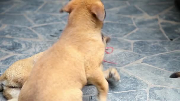 Juguetones cachorros de pura raza juegan en el suelo — Vídeo de stock