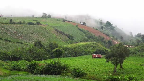 Vista de la hermosa niebla en Phu Tub Berk en Tailandia — Vídeos de Stock