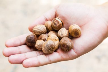 Adamın elinde ham Castanea kestane