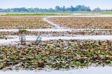 Tayland büyük göl Waterlilly
