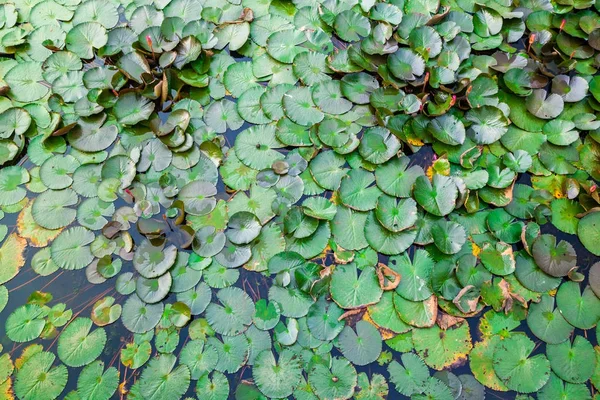 Waterlilly v ohromné jezero v Thajsku — Stock fotografie