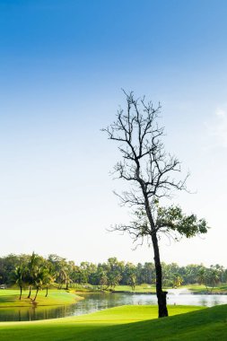 Bahçedeki kuru ağaç