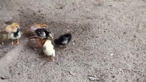 Polli piccoli che si nutrono a terra — Video Stock