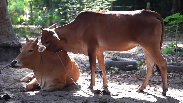 Lamiendo y limpiando vacas — Vídeos de Stock