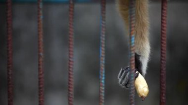 Yakın kadar yalnız, Gibbon tutun ve banana tek elle yemek