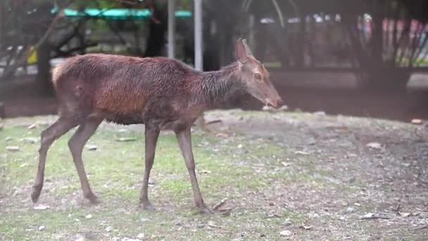 鹿の歩行と動物園の檻の中で見る — ストック動画
