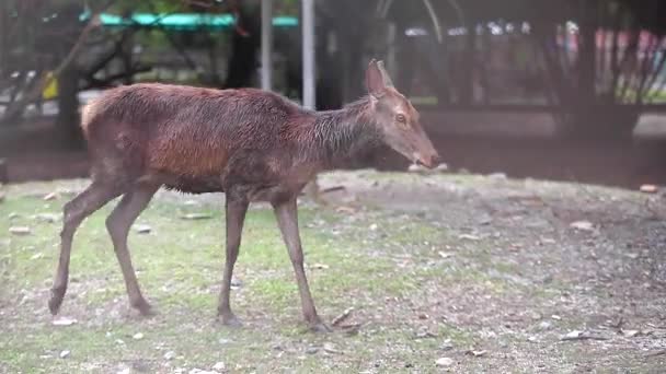 Jeleń Spaceru Patrząc Klatce Zoo — Wideo stockowe