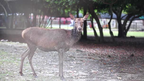 Venado Caminando Mirando Jaula Del Zoológico — Vídeos de Stock