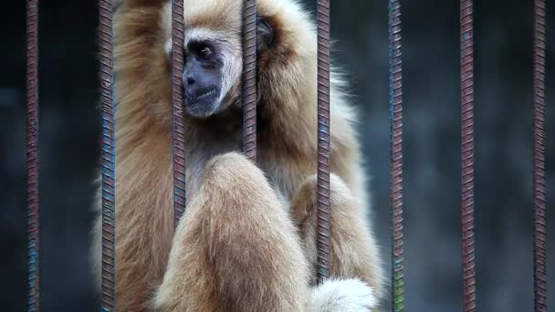 Close Lonely Gibbon Držet Jíst Banán Jednou Rukou — Stock video