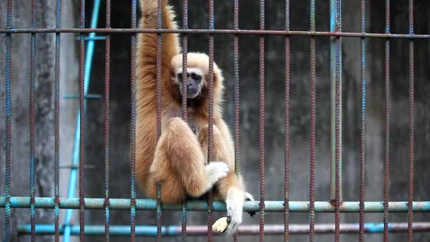 Lonely Gibbon Hold Eat Banana One Hand — Stock Video
