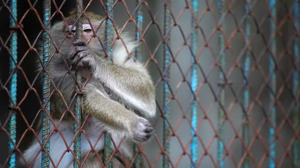 Lonely Wild Rhesus Monkey Cage — Stock Video