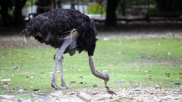 Στρουθοκάμηλος Περπάτημα Και Τρώει Χόρτο Στο Ζωολογικό Κήπο — Αρχείο Βίντεο
