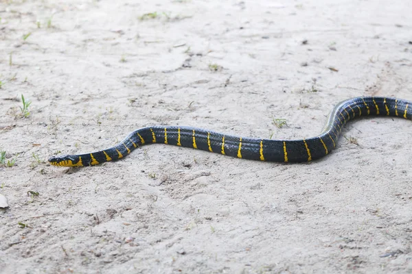 Manglar serpiente arrastrarse en la arena blanca . — Foto de Stock