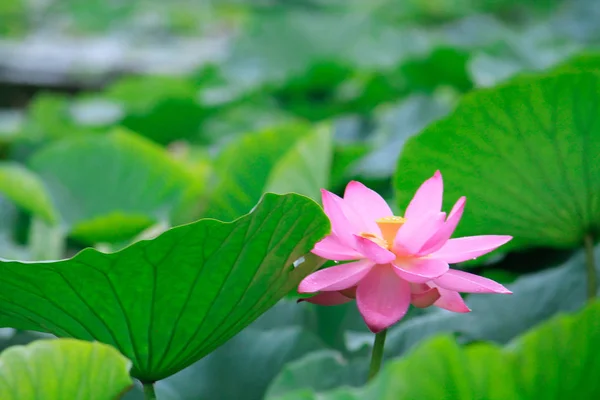 Pink Lotus Flower Water Green Leaves Background — Stock Photo, Image