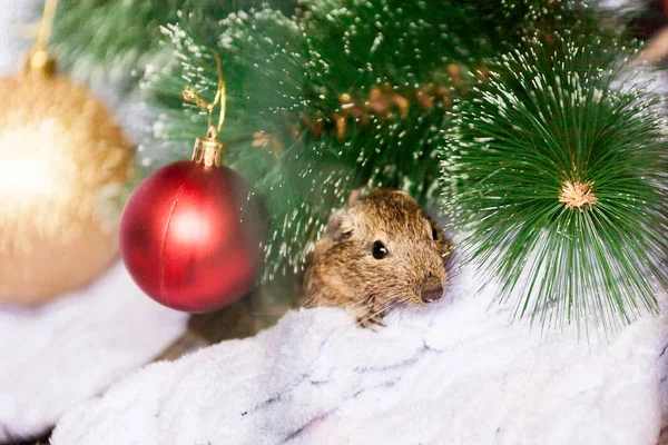 Символ 2020 року, миша щура сидить біля гілки різдвяного дерева серед різдвяних прикрас. — стокове фото