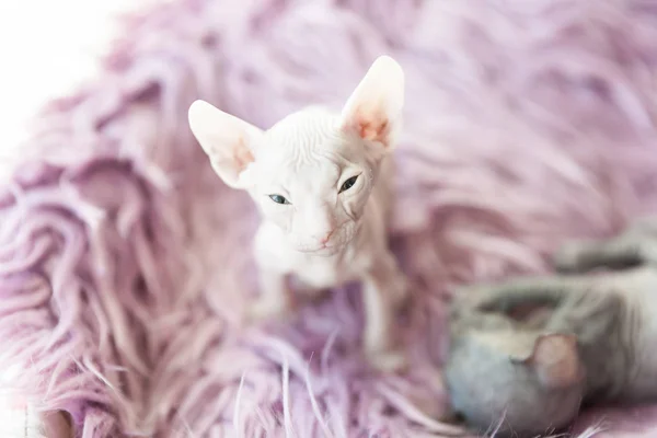 White one month old Don Sphinx cat on lilac fur background — Stock Photo, Image