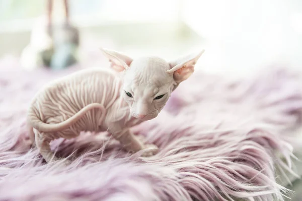 White one month old Don Sphinx cat on lilac fur background — Stock Photo, Image