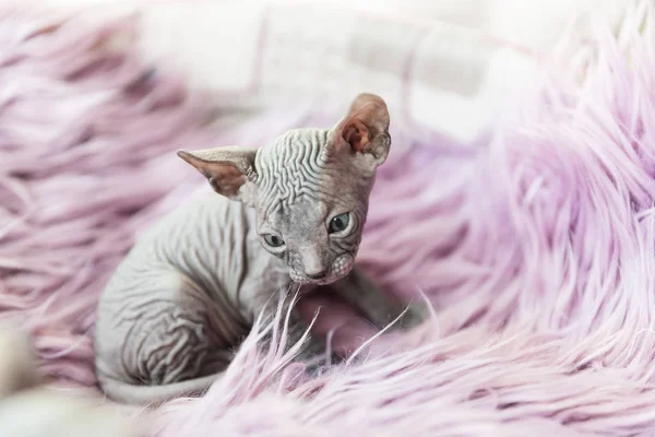 Gray one month old Don sphynx cat portrait on lilac fur background — Stock Photo, Image