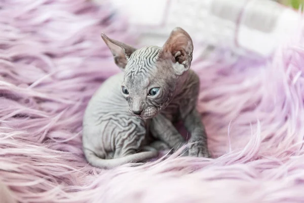 Gray one month old Don sphynx cat portrait on lilac fur background — Stock Photo, Image