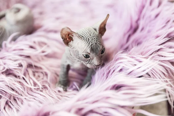 Gray one month old Don sphynx cat portrait on lilac fur background — Stock Photo, Image
