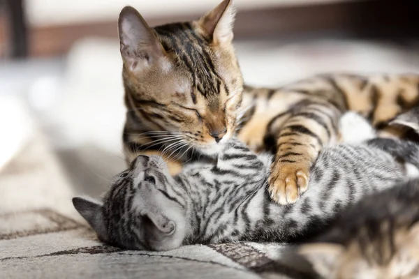 Vacker bengal katt leker med sin randiga baby kattunge Royaltyfria Stockfoton