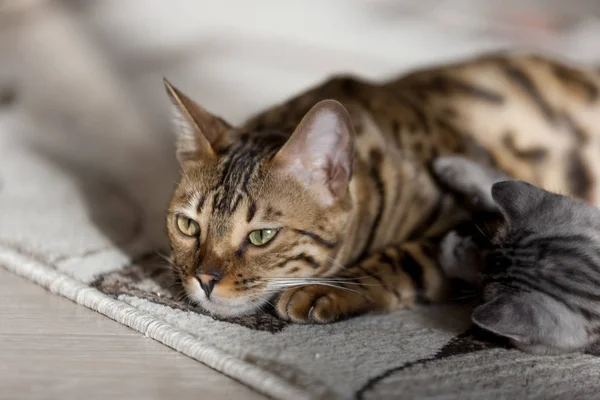 Vacker bengal katt leker med sin randiga baby kattunge Stockbild